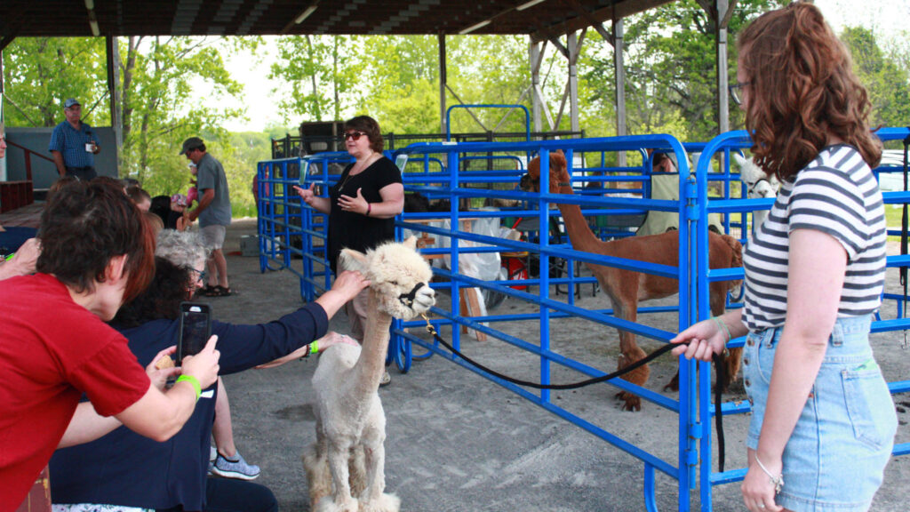 <p>Ruby Candler of Oak Hills Alpacas leads Shahboom while Heather Candler leads a demonstration on alpaca fibre on Saturday morning. (Chad Ibbotson/Gazette staff)</p>
