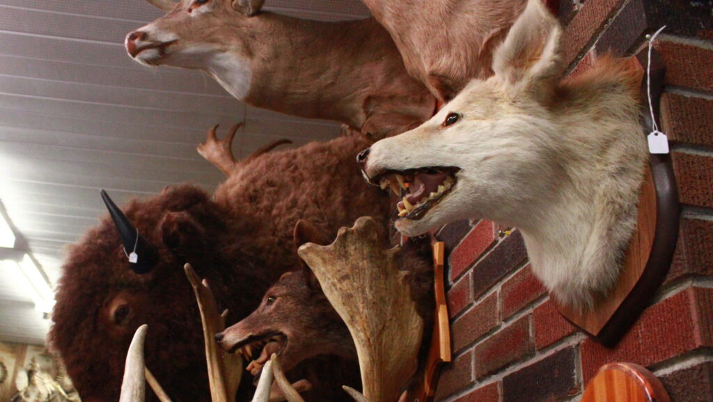 <p>The campaign to relocate the 500-specimen Jake de Vries taxidermy collection took a major step forward this week. (Chad Ibbotson/Gazette staff)</p>
