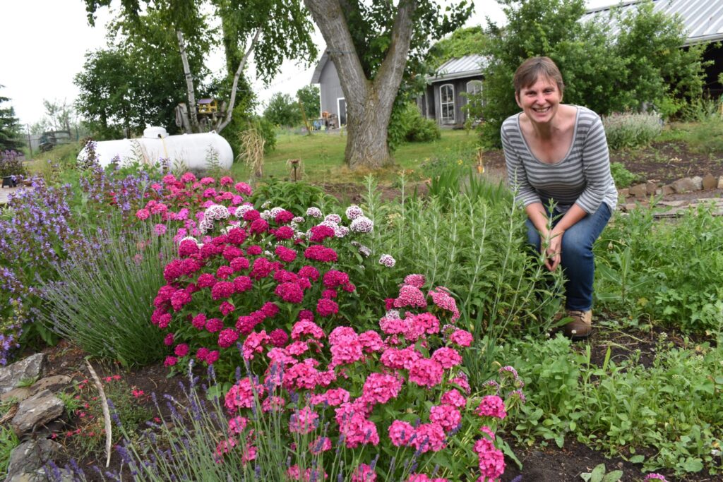 <p>A SWEET CIRCUIT- Lise Bois, head of the Prince Edward County Horticultural Society, with Sweet William flowers at her home in North Marysburgh. Nearly 100 people took part in the Society’s annual Garden Tour on Sunday. (Jason Parks/Gazette Staff)</p>
