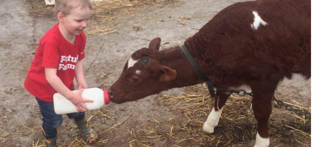 <p>FUTURE FARMER- Emmett Rutgers tries his hand at feeding a calf at Everdean Farms. (Submitted Photo)</p>
