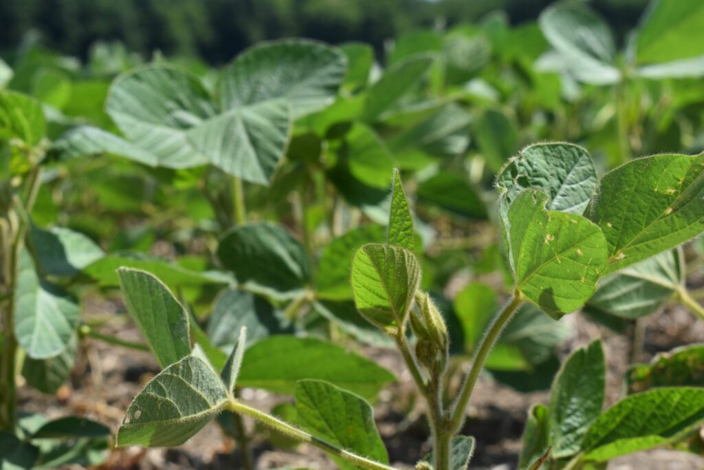 <p>GROWING CONCERN- A developing soybean plant north of Picton. Tariffs on U.S. Soybeans declared by China will have negative impacts on Canadian growers according to grain and oilseeds officials.<br />
(Jason Parks/Gazette Staff)</p>
