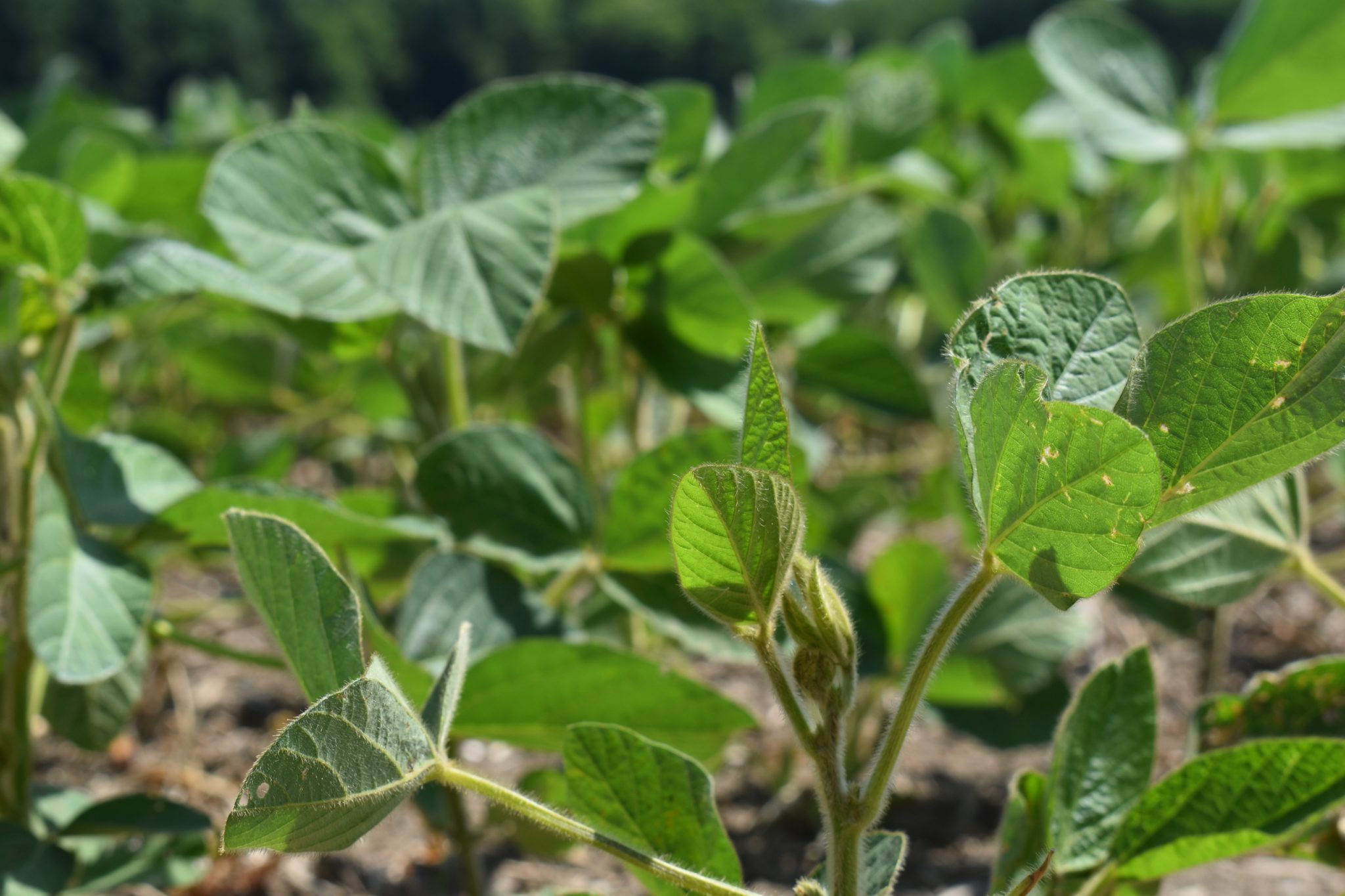 <p>GROWING CONCERN- A developing soybean plant north of Picton. Tariffs on U.S. Soybeans declared by China will have negative impacts on Canadian growers according to grain and oilseeds officials.<br />
(Jason Parks/Gazette Staff)</p>
