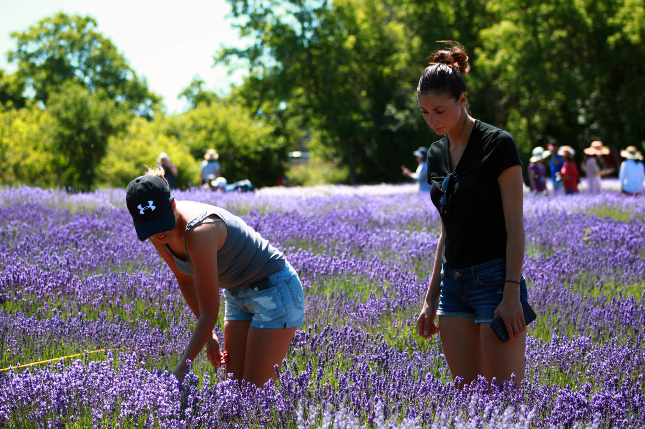 <p>Christina Greiter and Belinda Weimer check out the lavender fields during the seventh annual Prince Edward County Lavender Festival on Saturday. (Chad Ibbotson/Gazette staff)</p>
