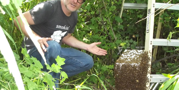 <p>Here’s the buzz  – Gavin North displays a swarm of honeybees he captured at Honey Pie Hives and Herbals. He asks people not to kill swarms, but to call him to relocate them. (Terry McNamee/For The Gazette)</p>
