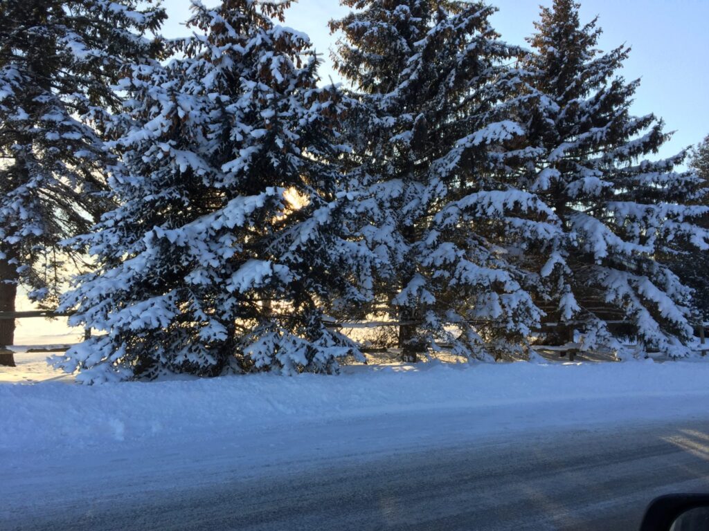<p>A CHILLING THOUGHT- Sun shines through a stand of evergreen trees and onto a freshly plowed County Rd. 12 after a winter storm in late 2017. (Jason Parks/Gazette Staff)</p>
