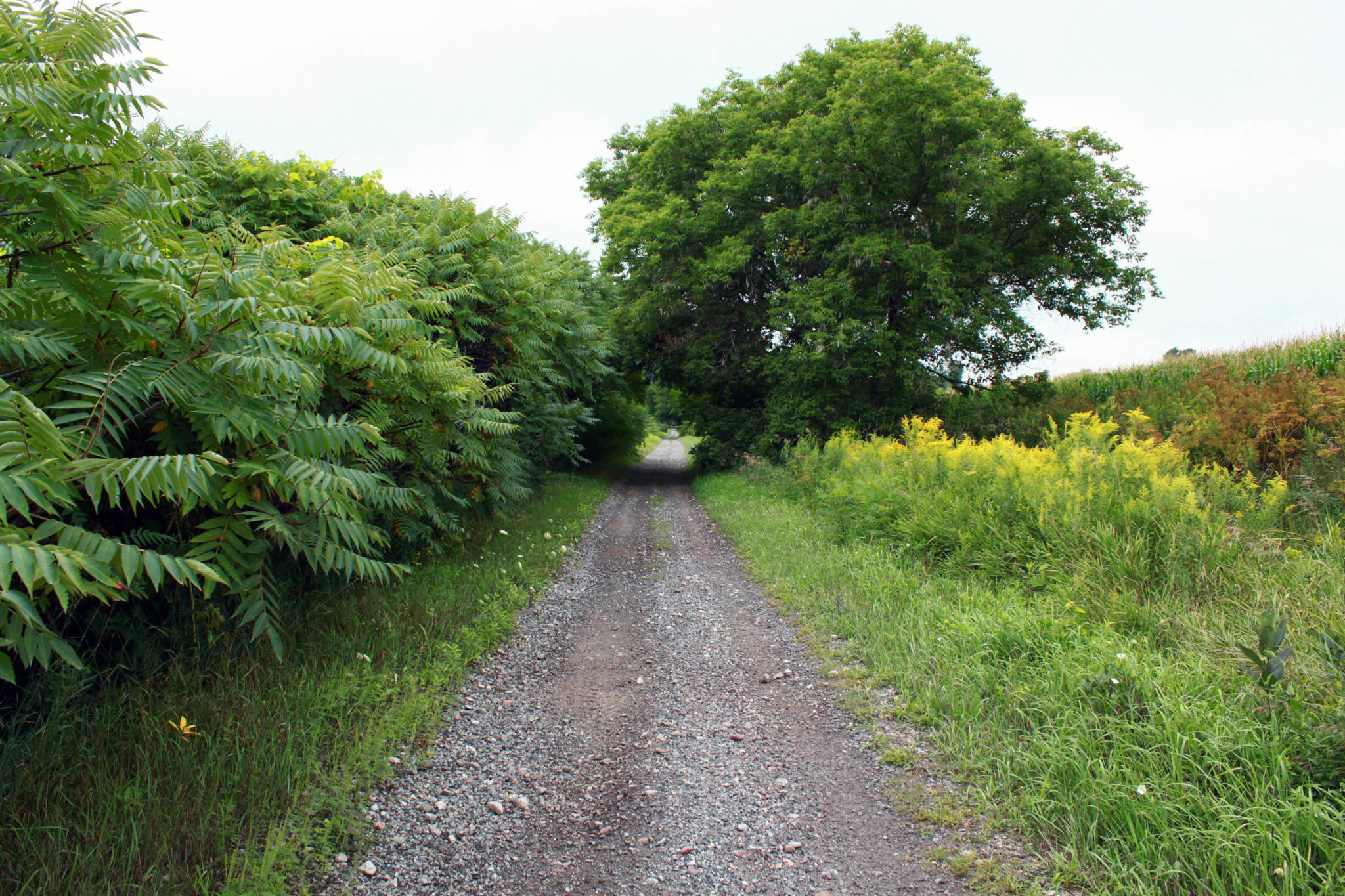 <p>The Millennium Trail. (Chad Ibbotson/Gazette Gazette File Photo)</p>
