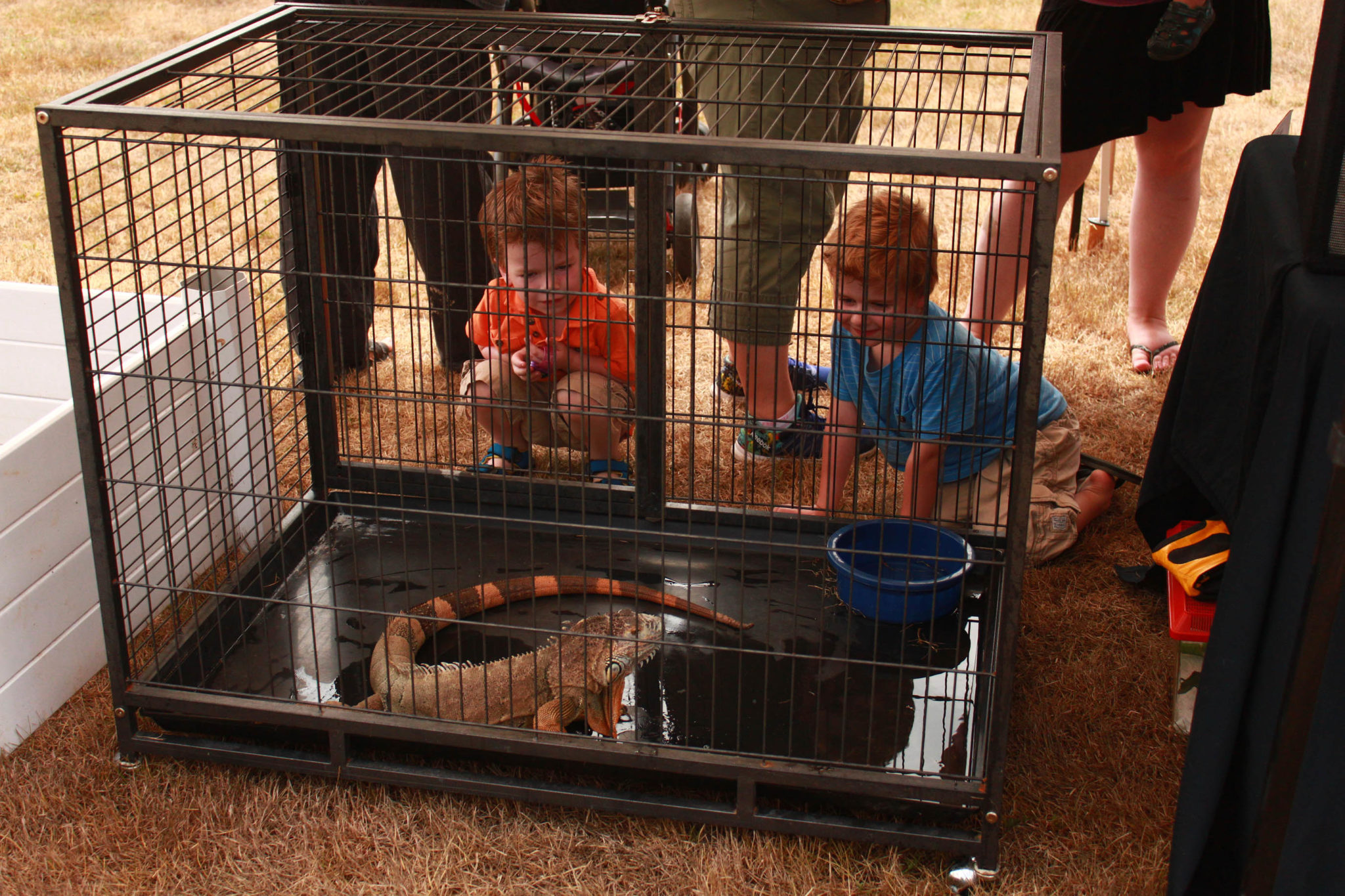 <p>A pair of young visitors check out an iguana during Hillier Park Day back in 2016. (Chad Ibbotson/Gazette staff)</p>
