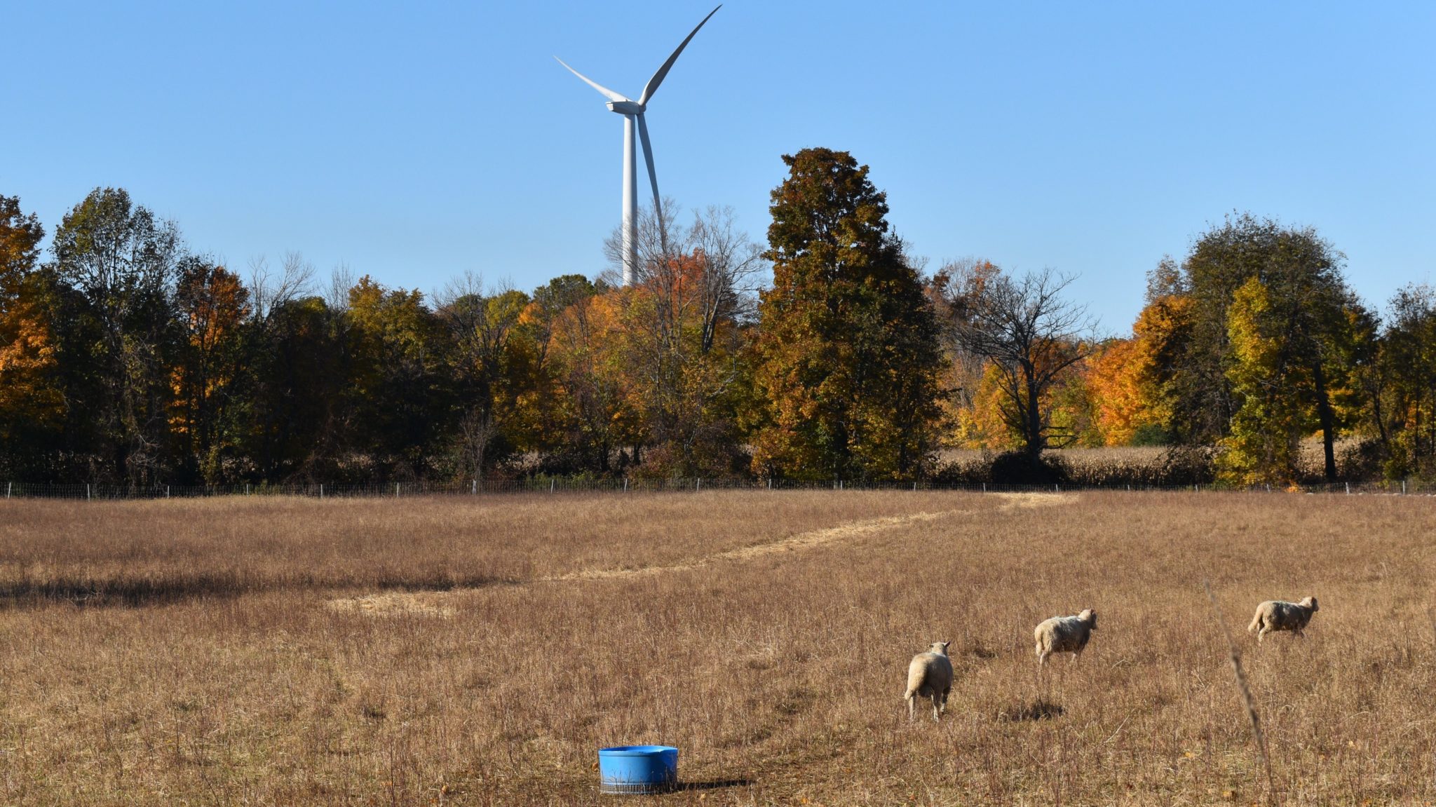<p>FORLORN FIXTURE- Sheep mill about on a South Marysburgh pasture as a non-operational wind turbine stands in the distance. (Jason Parks/Gazette Staff)</p>
