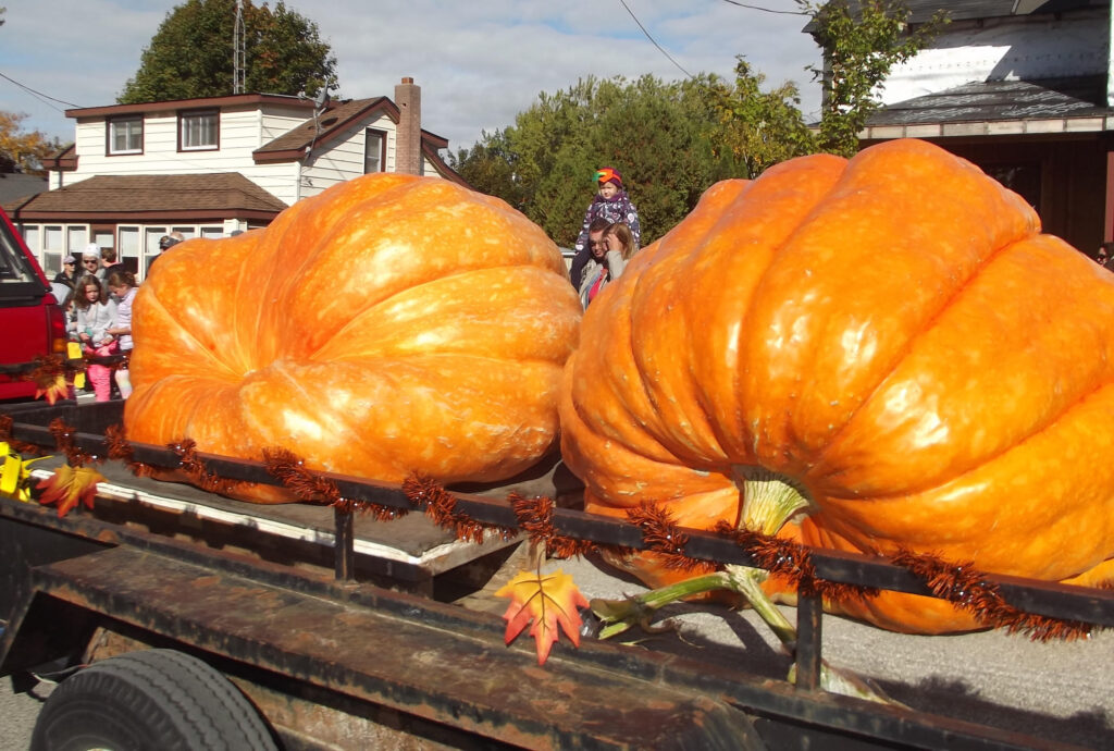 <p>Star attractions – Huge orange pumpkins were paraded through downtown Wellington as part of the annual Prince Edward County Pumpkinfest Saturday. (Terry McNamee/For The Gazette)</p>
