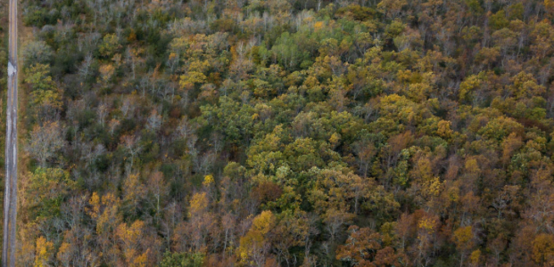 <p>PRESERVING NATURE- The Nature Conservancy of Canada Hudgins-Rose property next to Ostrander Point Road in South Marysburgh. (Brian Coulson photo/NCC)</p>
