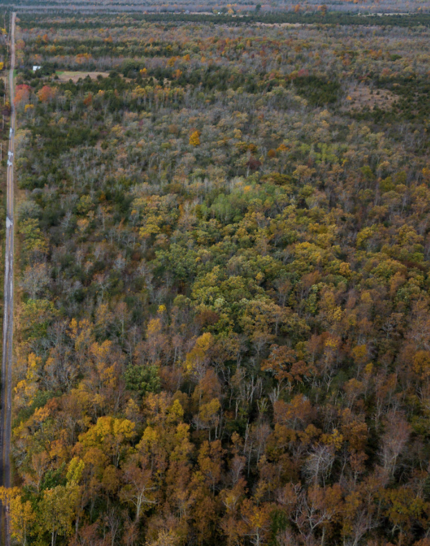 <p>PRESERVING NATURE- The Nature Conservancy of Canada Hudgins-Rose property next to Ostrander Point Road in South Marysburgh. (Brian Coulson photo/NCC)</p>
