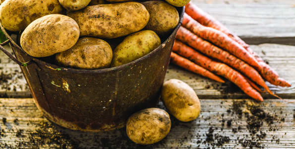 <p>Apples of the earth -South Marysburgh will present a Potato Festival this weekend, using the popular root vegetable as a theme to replace its traditional winter carnival. (Metro Creative)</p>
