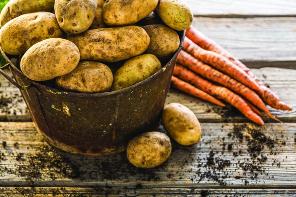 <p>Apples of the earth -South Marysburgh will present a Potato Festival this weekend, using the popular root vegetable as a theme to replace its traditional winter carnival. (Metro Creative)</p>
