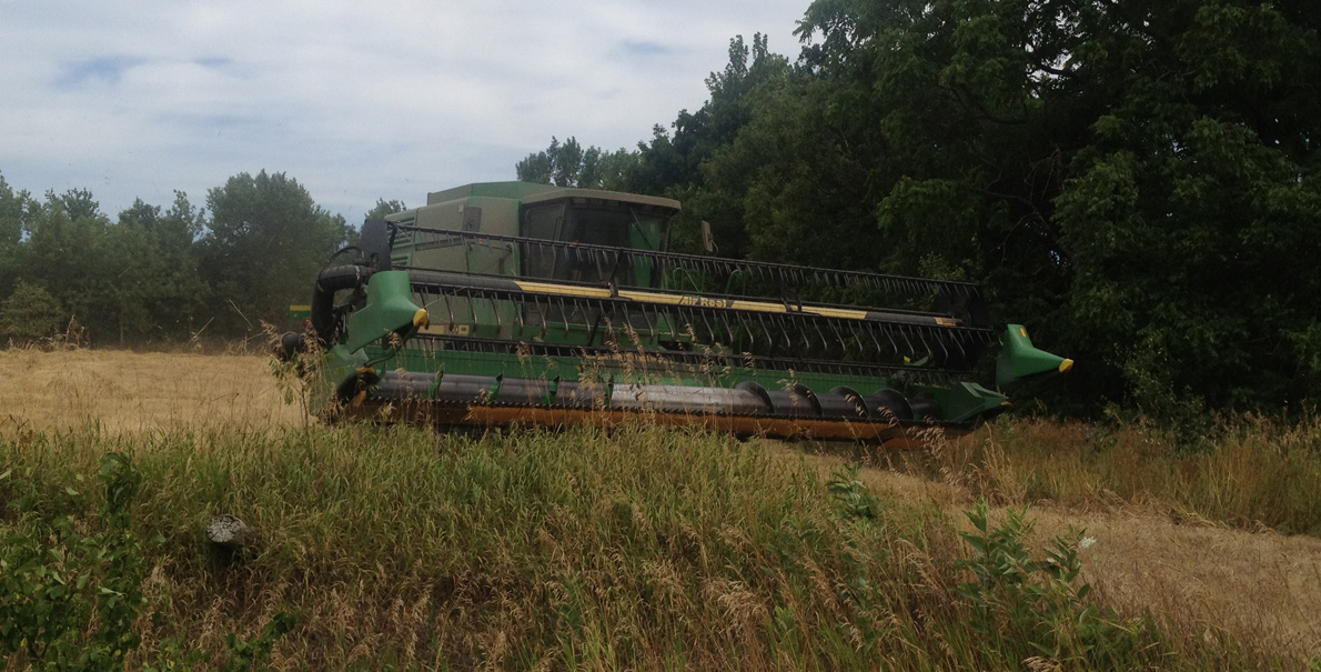 <p>Wheat harvest in South Marysburgh.  (/Gazette file photo)</p>
