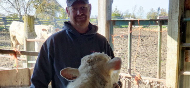 <p>CATTLE CARE- North Marysburgh beef producer Steve Everall told the Gazette his operation has been the subject of a second investigation as a result of a passer by making a complaint to the OSPCA.  (Submitted photo)</p>
