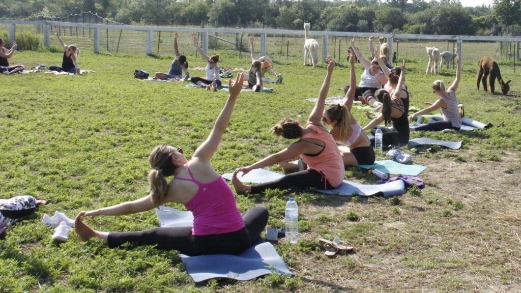 <p>SAYING HELLO- A session of Yoga with Alpacas is being hosted at Chetwyn Farms in Hillier on Saturday. (Desirée Decoste/Gazette Staff)</p>
