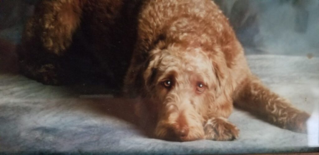 <p>Noah, an 11 year old golden labradoodle that’s helped his owner get back on his feet after a horrific car crash and was lost Canada Day weekend in Prince Edward County, is still being sought by a great number of local searchers. (Submitted Photo)</p>
