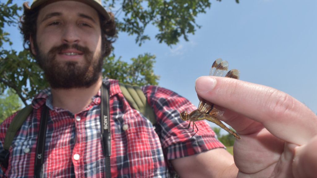 <p>FLY AWAY HOME- Prince Edward County Field Naturalist volunteer Matthew Christie holds a Halloween Pennant, a species of Dragonfly native to eastern North America at the 6th annual Bio Blitz in South Marysburgh Saturday afternoon. (Jason Parks/Gazette Staff)</p>
