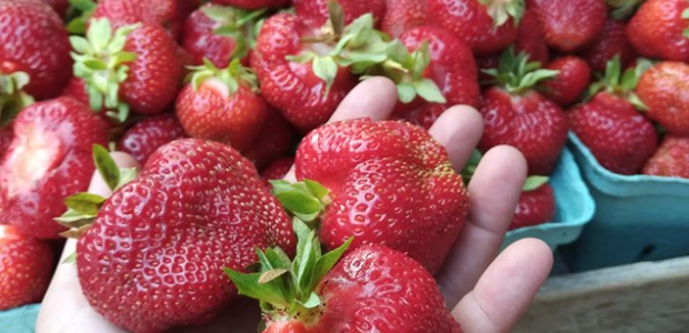 <p>IN SEASON- Prince Edward County is one of the few counties in Ontario that produce far more fruits and vegetables, such as these strawberries at Hagerman Farms west of Picton, than the permanent citizenry can consume. (Hagerman Farms photo)</p>
