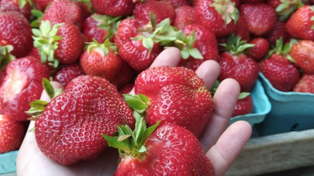 <p>IN SEASON- Prince Edward County is one of the few counties in Ontario that produce far more fruits and vegetables, such as these strawberries at Hagerman Farms west of Picton, than the permanent citizenry can consume. (Hagerman Farms photo)</p>
