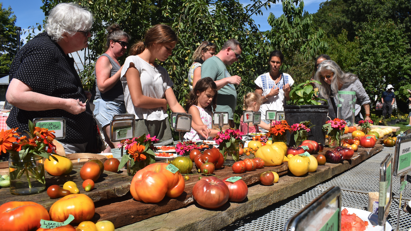 <p>TASTER”S CHOICE Fans of Vicki Emlaw’s tomatoes check out some of the 2019 heirloom varieties at her fall tastings as part the Black River Fall Festival Saturday. (Jason Parks/Gazette Staff)</p>
