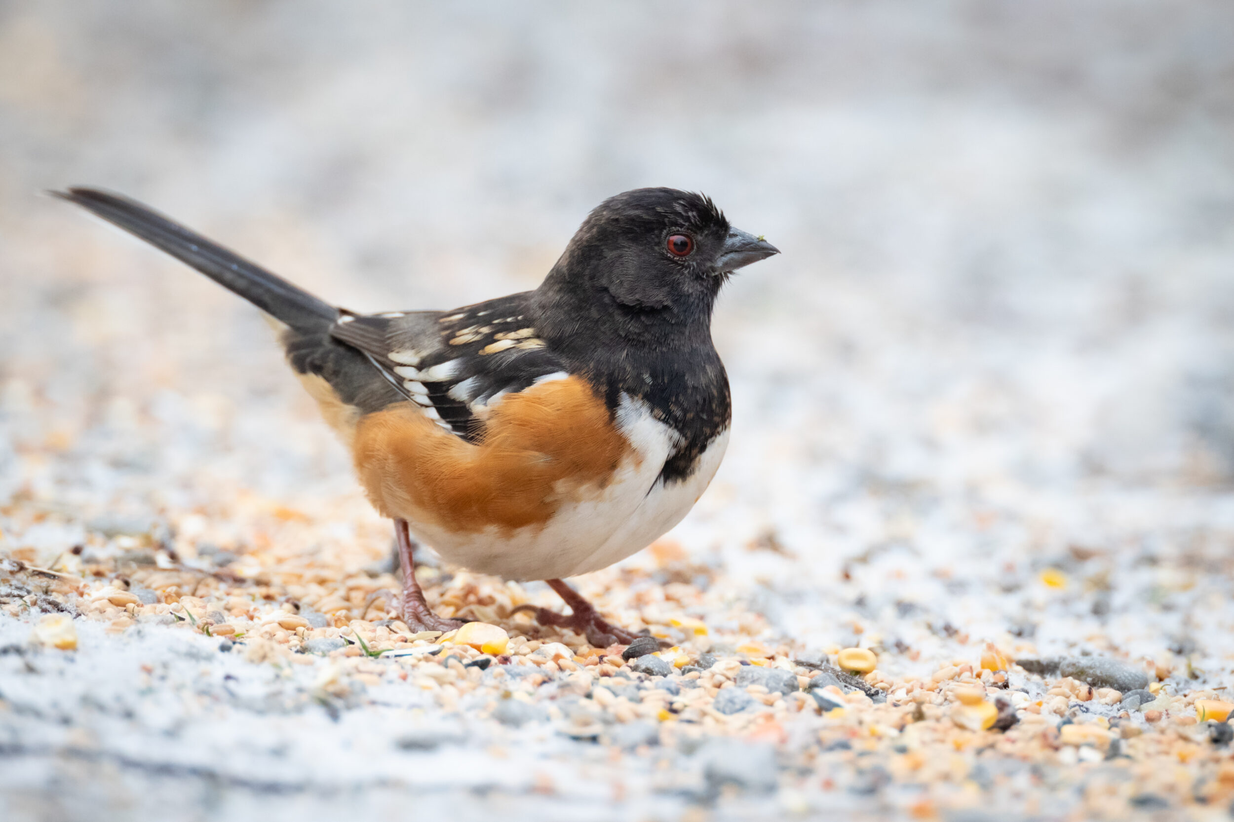 <p>A Spotted Towhee in southern Prince Edward County earlier this year. (Photo submitted by Paul Jones)</p>
