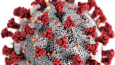 <p>COVID-19. (Wikipedia.org)</p>
