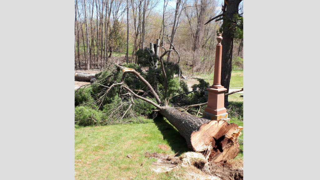 <p>Two large pine trees have been removed from Glenwood Cemetery. (Submitted photo)</p>
