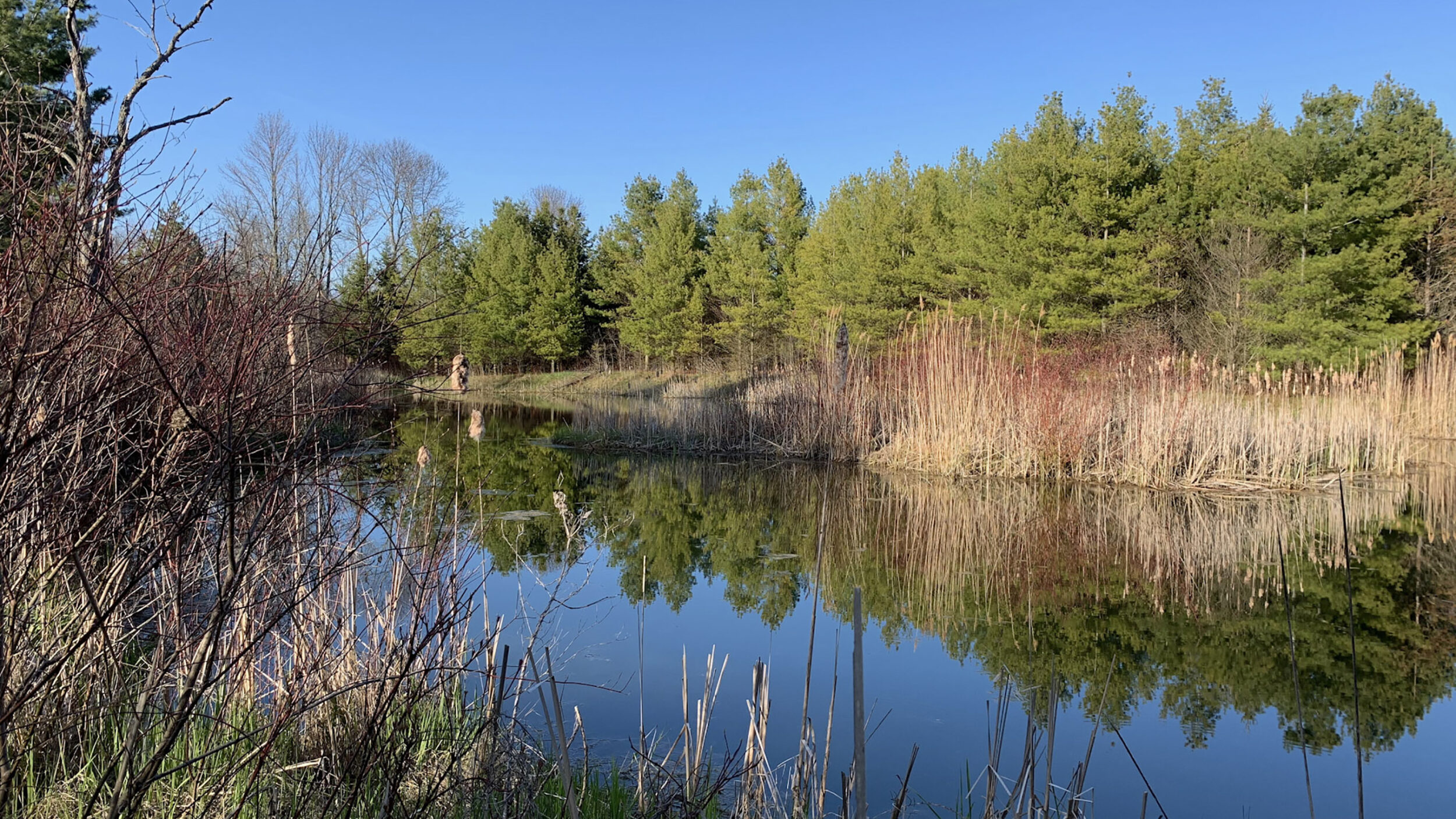 <p>Mark Bass Nature Reserve, Eastern Lake ON. (Photo by Nina-Marie Lister.)</p>
