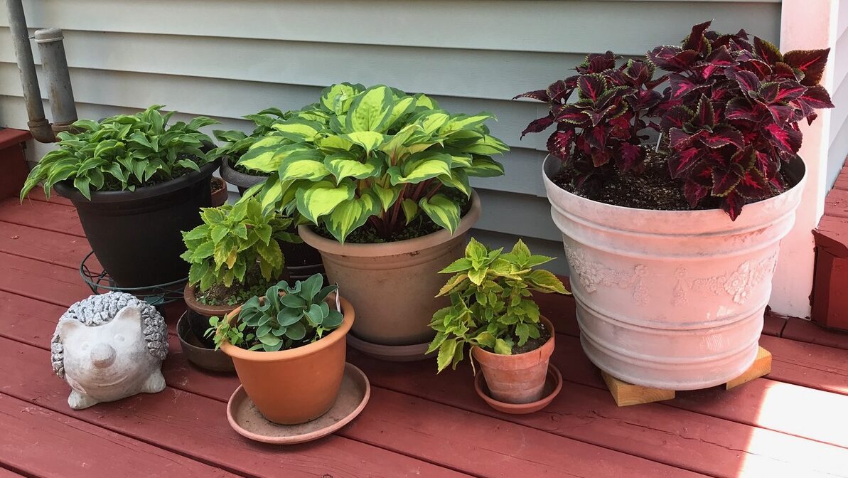 <p>Some of Barbara Stock&#8217;s potted plants on her deck. (submitted photo)</p>

