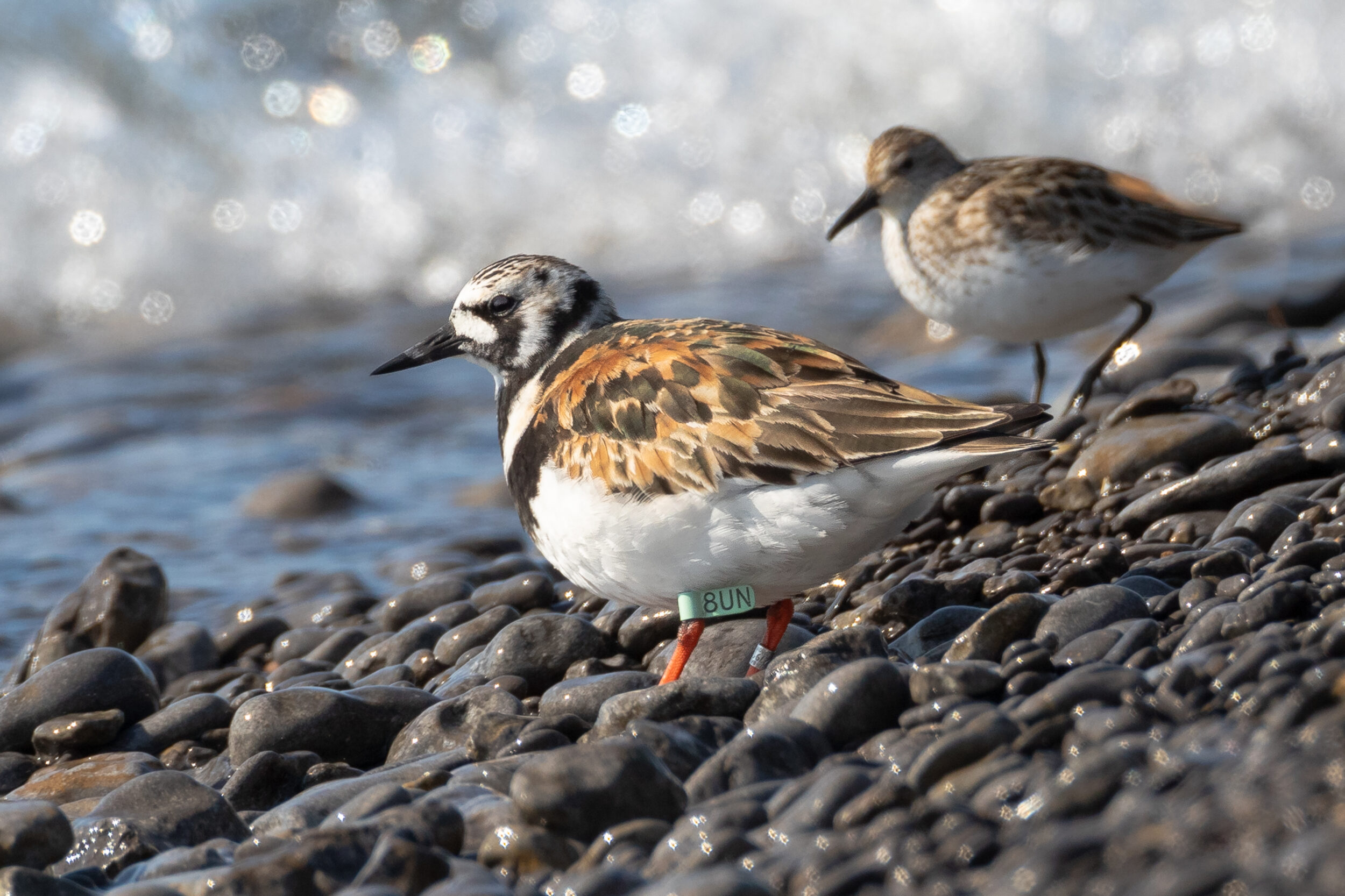 <p>LOCAL LAYOVER A Ruddy Turnstone with a numbered tag on Charwell Point at the Athol/South Marysburgh boundry late last month. The migratory sandpiper was tagged in New Jersey in 2012 and is presumedly en route  to arctic nesting grounds. (Paul Jones photo) </p>
