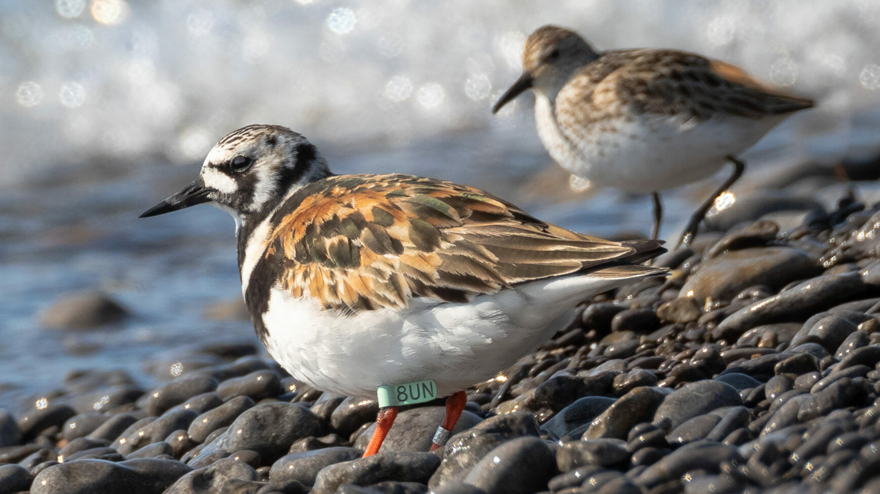 <p>LOCAL LAYOVER A Ruddy Turnstone with a numbered tag on Charwell Point at the Athol/South Marysburgh boundry late last month. The migratory sandpiper was tagged in New Jersey in 2012 and is presumedly en route  to arctic nesting grounds. (Paul Jones photo) </p>
