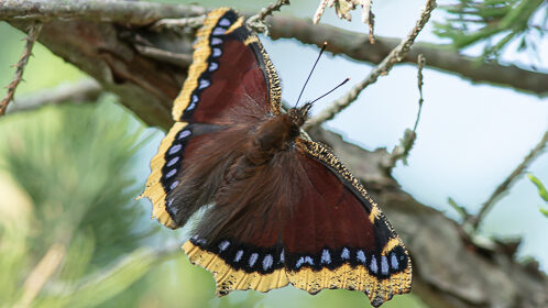<p>A Mourning Cloak butterfly spotted on a recent South Shore Stroll. (Dale Smith photo)</p>
