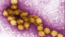 <p>A NEW OLD THREAT- West Nile Virus has turned up in Prince Edward County. (Wikipedia graphic)</p>
