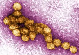 <p>A NEW OLD THREAT- West Nile Virus has turned up in Prince Edward County. (Wikipedia graphic)</p>
