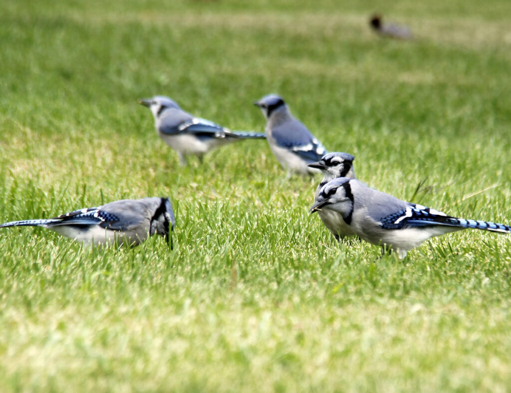 <p> (Desirée Decoste/Gazette Staff)</p>
