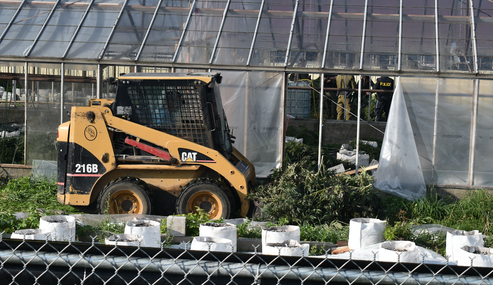 <p>Illegal cannabis plants are rounded up by a skid steer while members of the OPP work in a greenhouse on County Rd. 28 late last month. (Jason Parks/Gazette Staff)</p>
