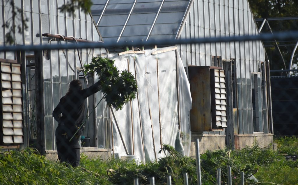 <p>A member of the OPP clears out a greenhouse on County Rd. 28 Thursday morning.(Jason Parks/Picton Gazette Staff)</p>
