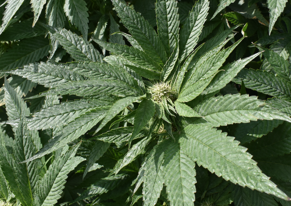 <p>Cannabis. (Jason Parks/Gazette Staff) </p>
