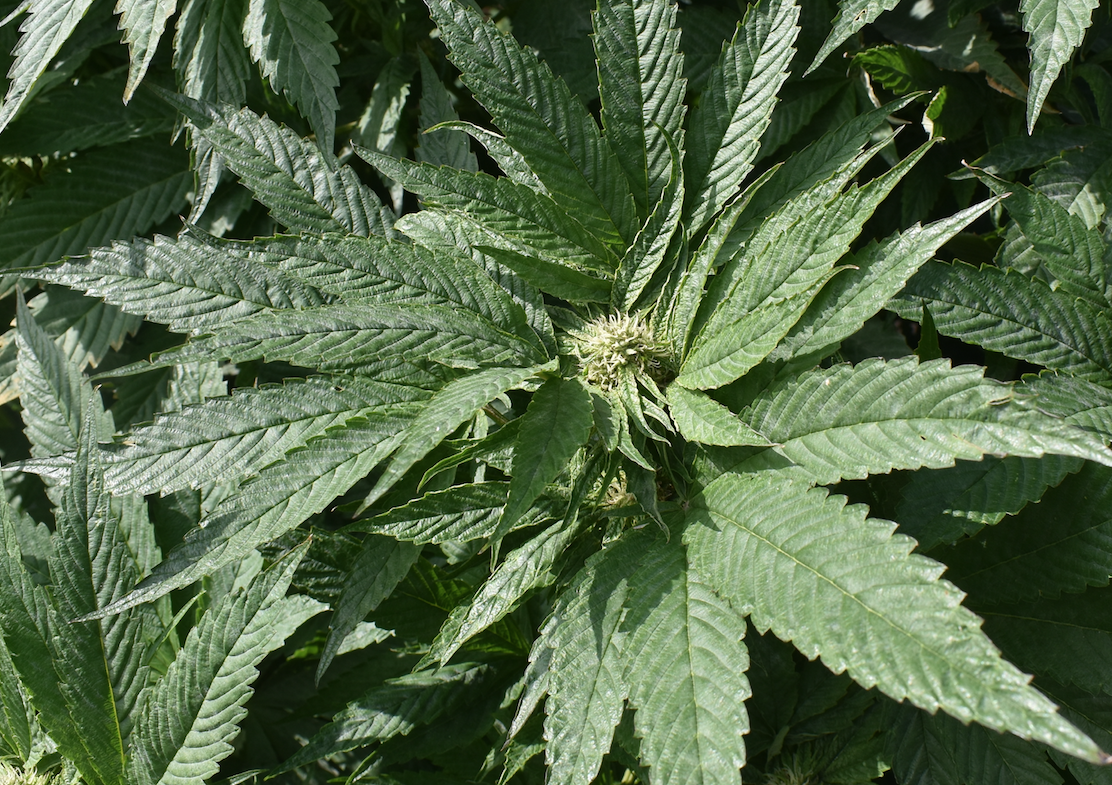 <p>Cannabis. (Jason Parks/Gazette Staff) </p>
