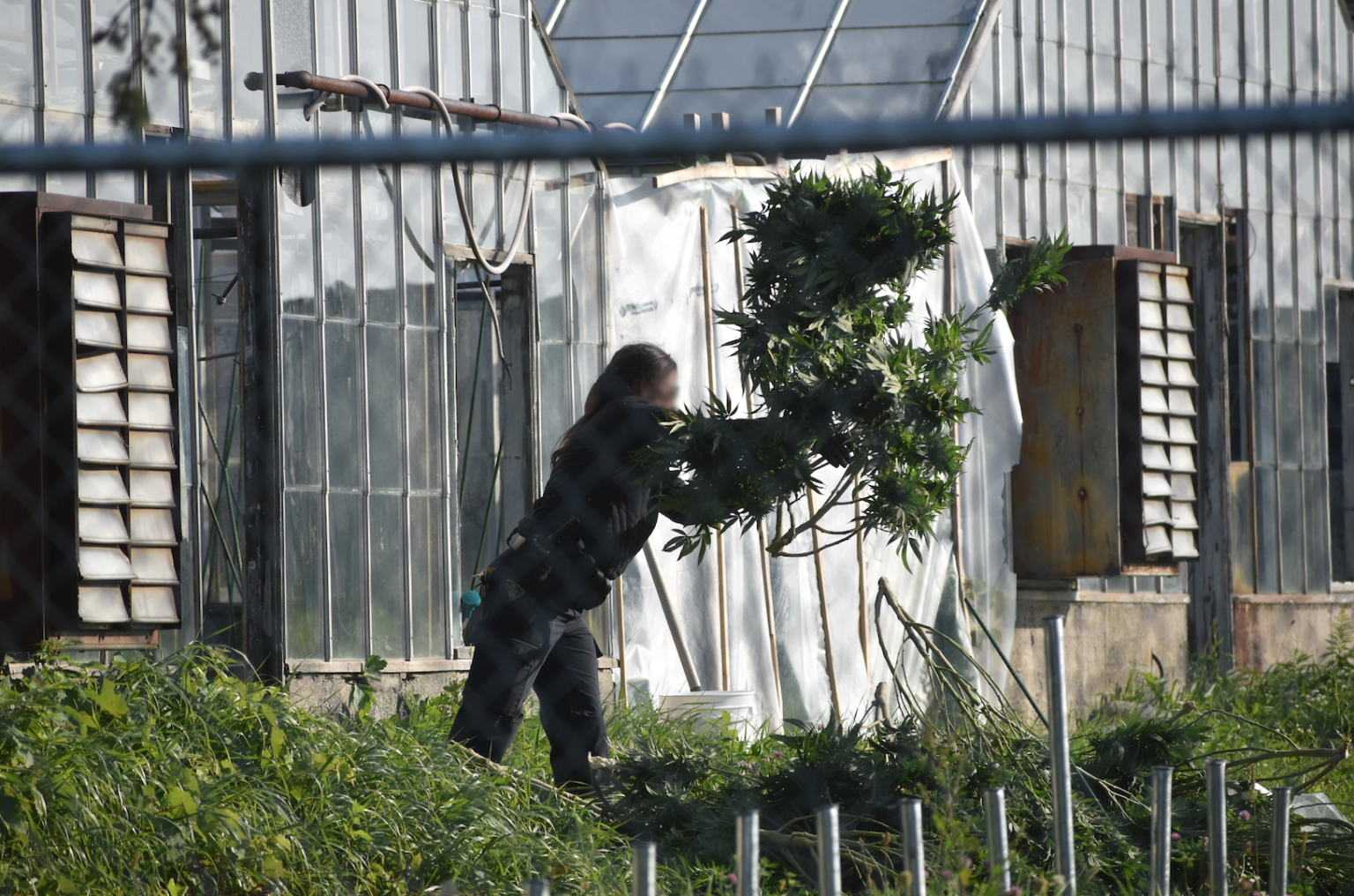 <p>A member of the OPP collects cannabis plants during at raid near Fenwood Gardens in 2020. (Jason Parks/Gazette)</p>
