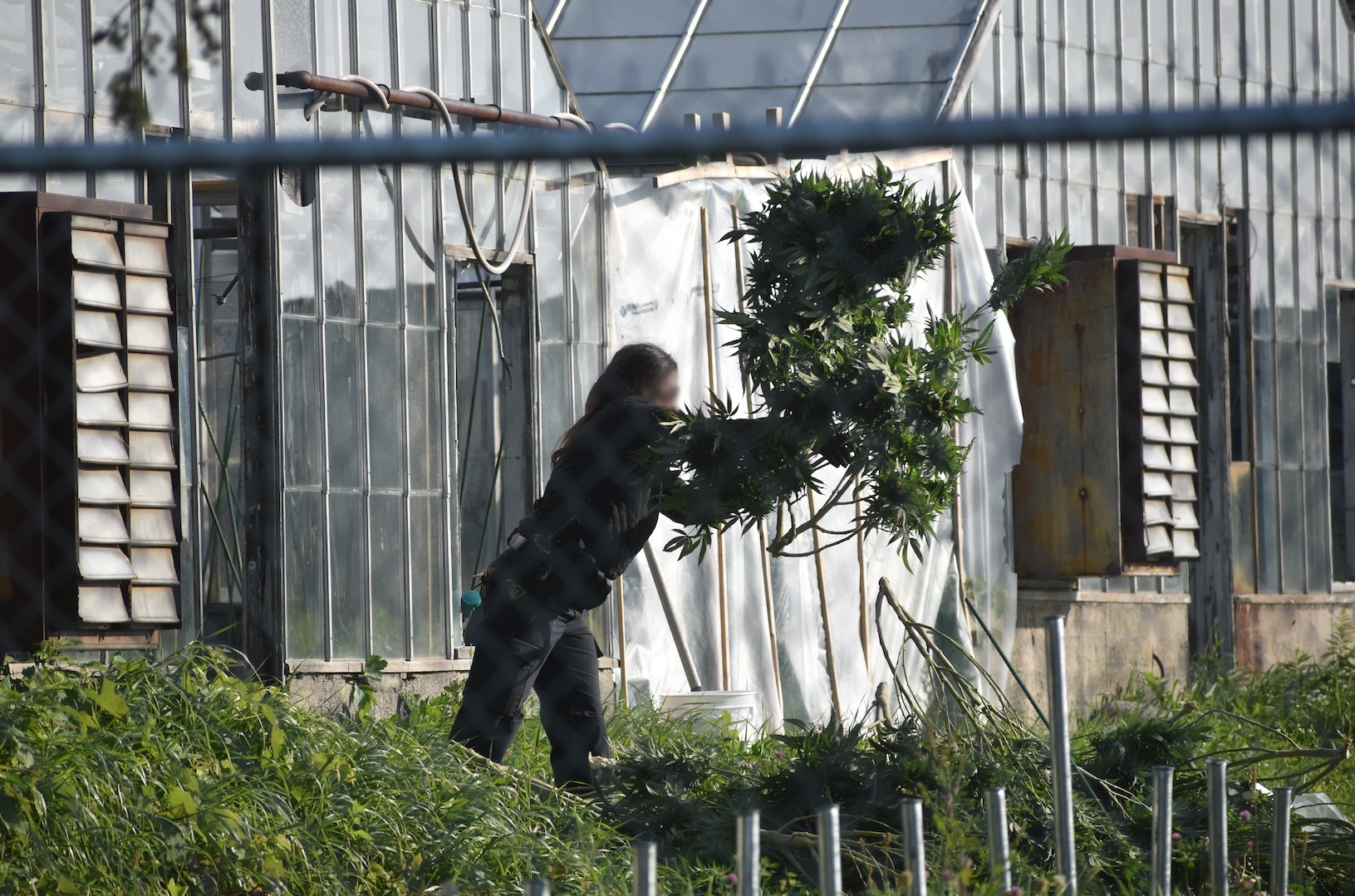 <p>A member of the OPP collects cannabis plants during at raid near Fenwood Gardens in 2020. (Jason Parks/Gazette)</p>
