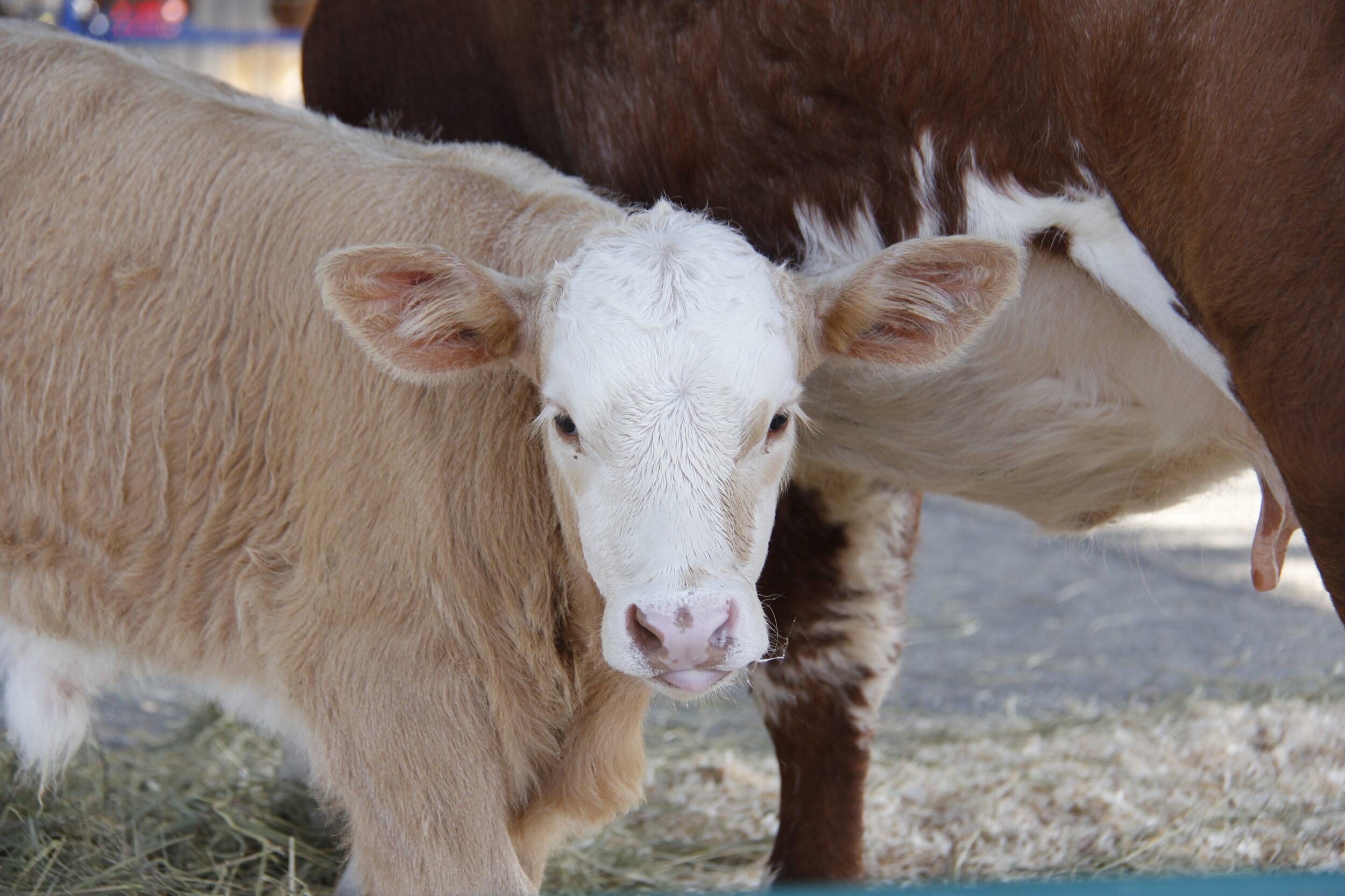 <p>Cows at the 2020 Picton Drive-Thru Festival. (Desirée Decoste/Gazette staff)</p>

