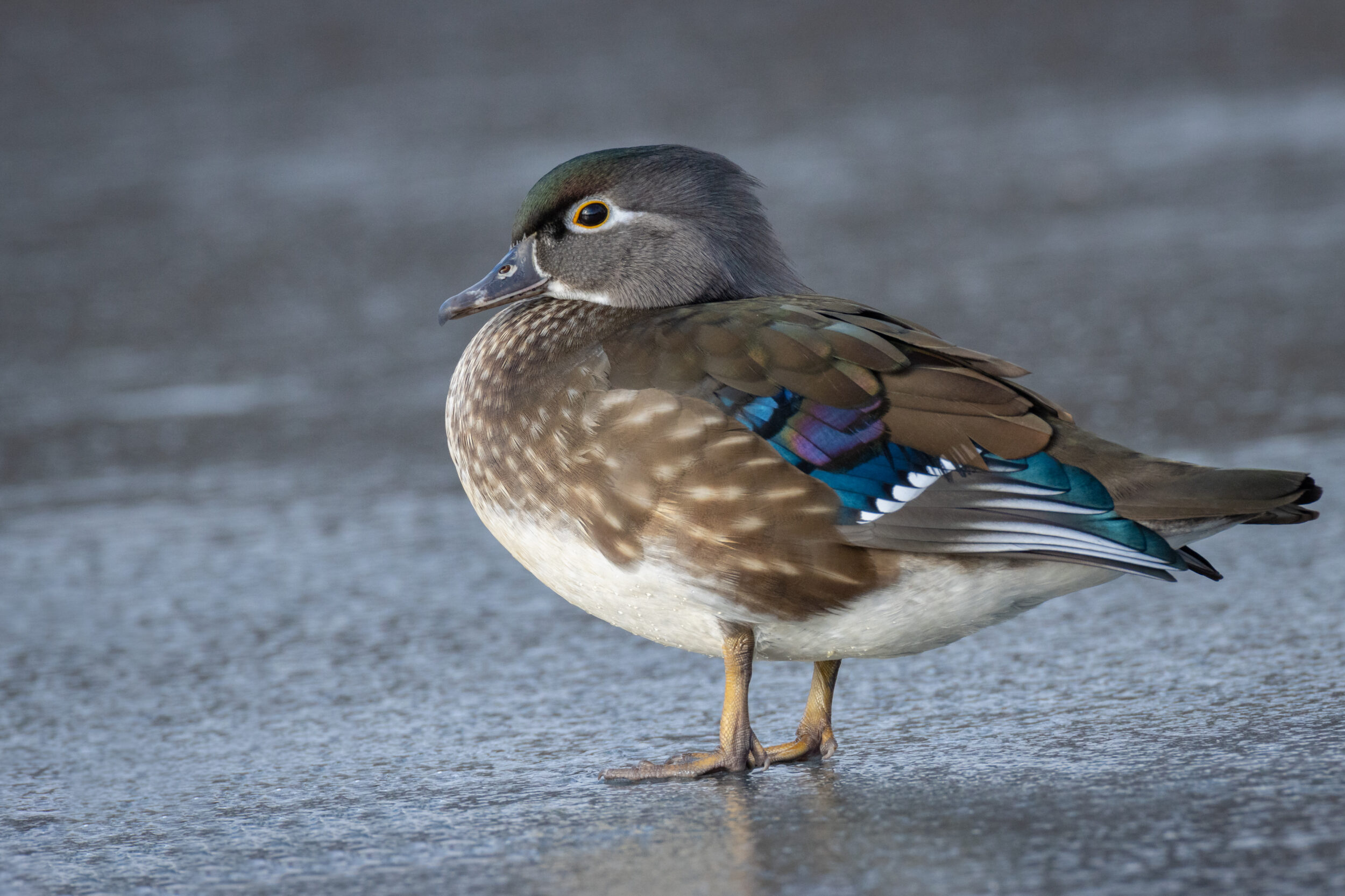 <p>A wood duck with a broken wing stands perched on some ice in the Picton Harbour. (Paul Jones for the Gazette)</p>
