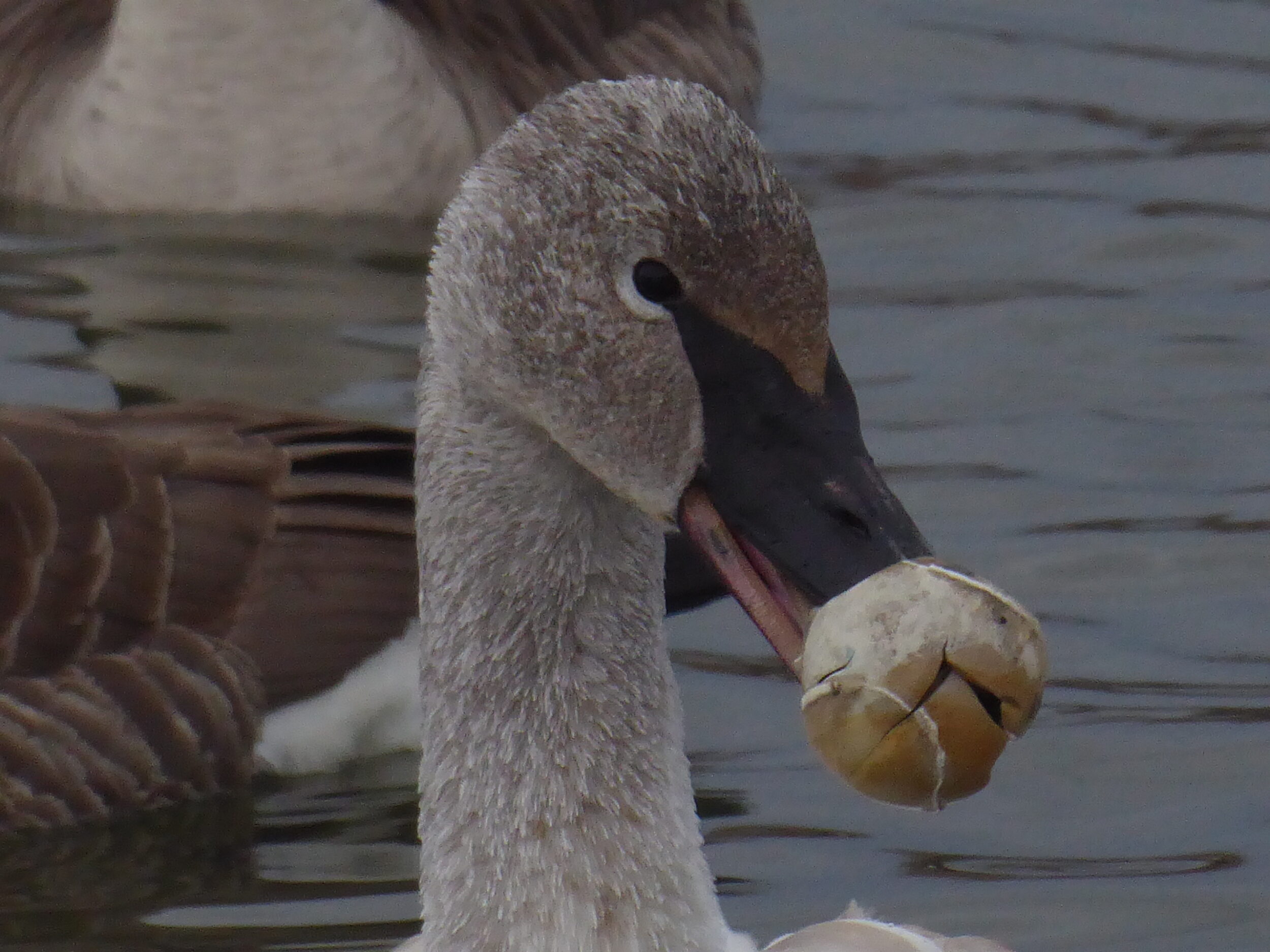 <p>WILSON’S WILD RIDE- A Trumpeter Swan cygnet that earned the nickname Wilson from concerned local residents was in a dire situation over the past few weeks as a broken tennis wound up around its beak and made natural feeding impossible. However, Wilson’s story has a happy ending. Jim Agombar/Ian Barker photos)</p>
