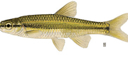 <p>Pugnose Shiner. (Ontario.ca)</p>
