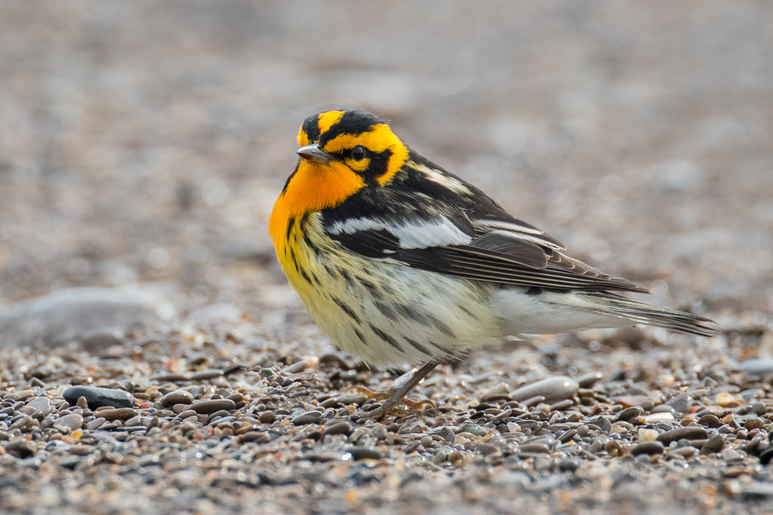 <p>A Blackburnian Warbler spotted on the County’s South Shore this weekend. (Paul Jones for the Gazette)</p>
