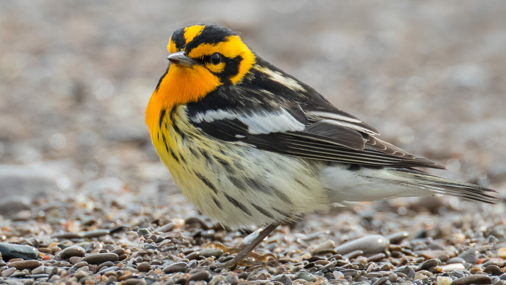<p>A Blackburnian Warbler spotted on the County&#8217;s South Shore this weekend. (Paul Jones for the Gazette)</p>
