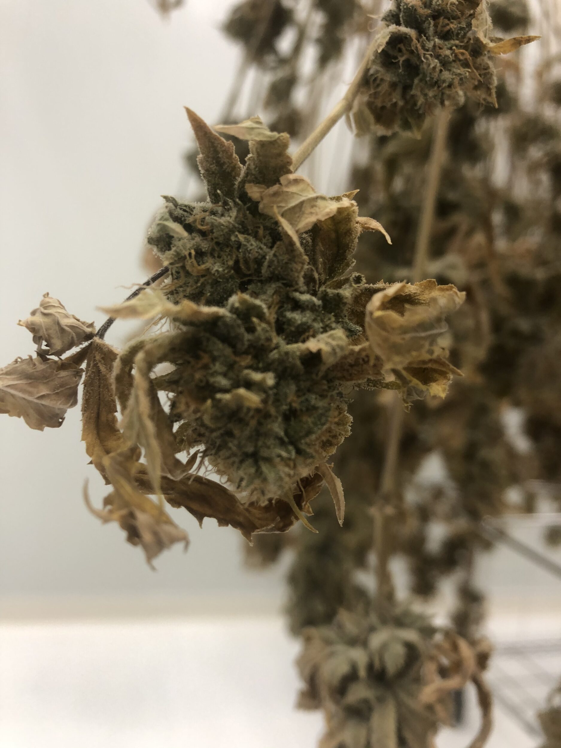 <p>Dried cannabis. (Jason Parks/Gazette Staff)</p>
