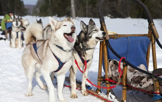 <p>Members of the Winterdance pack in Haliburton, ON. (Tripadvisor.com)</p>
